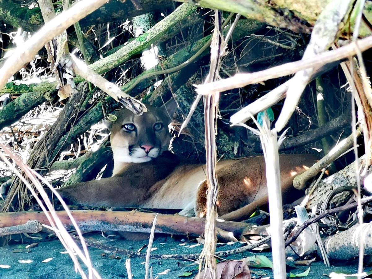 Hotel Gitana Corcovado, Y Tour Operador Drakes Bay Kültér fotó